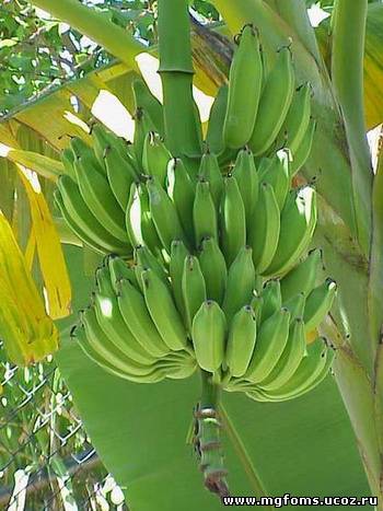 Бананы содержат вещество, которое может стать основой эффективного лекарства от ВИЧ