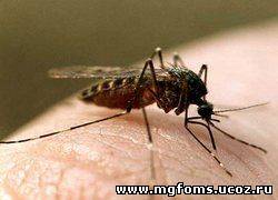 Продемонстрирован способ использования комаров для вакцинации