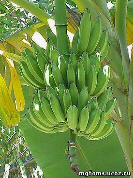 Банан заостренный и банан бальбизиана